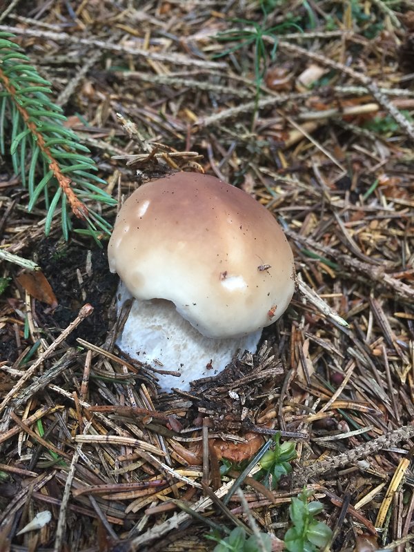 hríb smrekový Boletus edulis Bull.