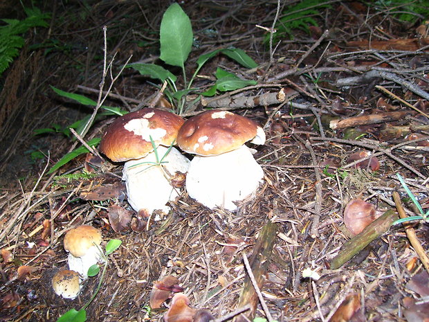 hríb smrekový Boletus edulis Bull.