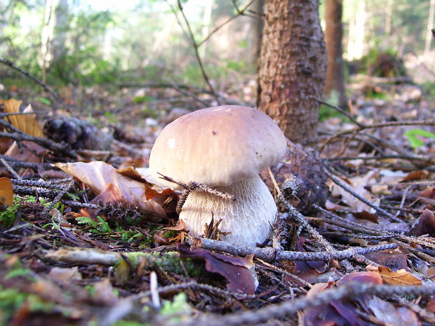 hríb smrekový Boletus edulis Bull.