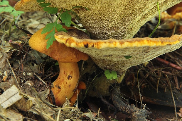 žltavec drevový Buchwaldoboletus lignicola (Kallenb.) Pilát