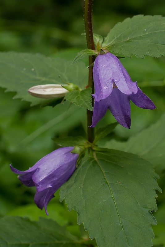 zvonček pŕhľavolistý Campanula trachelium L.