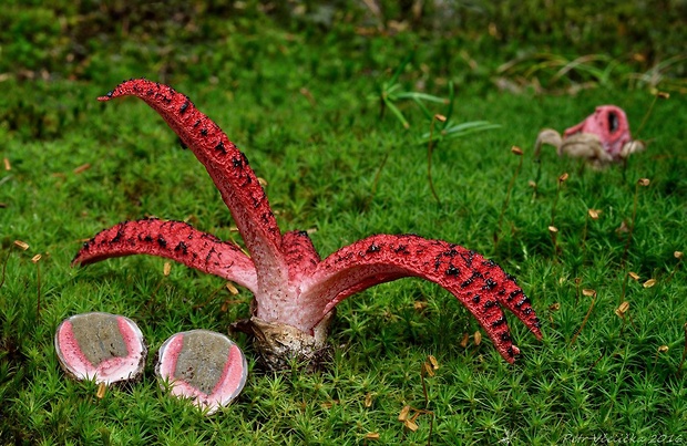 mrežovka kvetovitá Clathrus archeri (Berk.) Dring