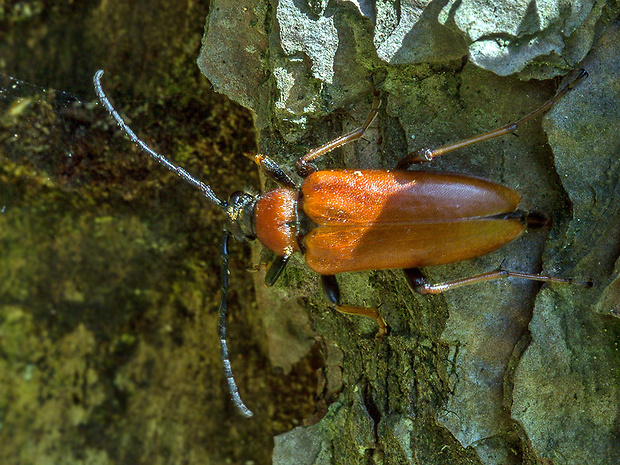 fúzač obyčajný   Corymbia rubra