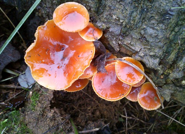 plamienka Flammulina sp.