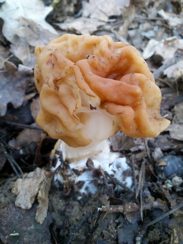 ušiak obrovský Gyromitra gigas (Krombh.) Cooke