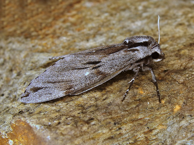 lišaj borovicový Hyloicus pinastri