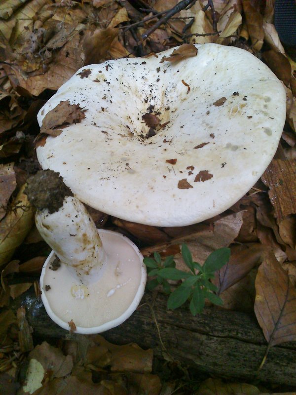 rýdzik zelenejúci Lactifluus glaucescens (Crossl.) Verbeken