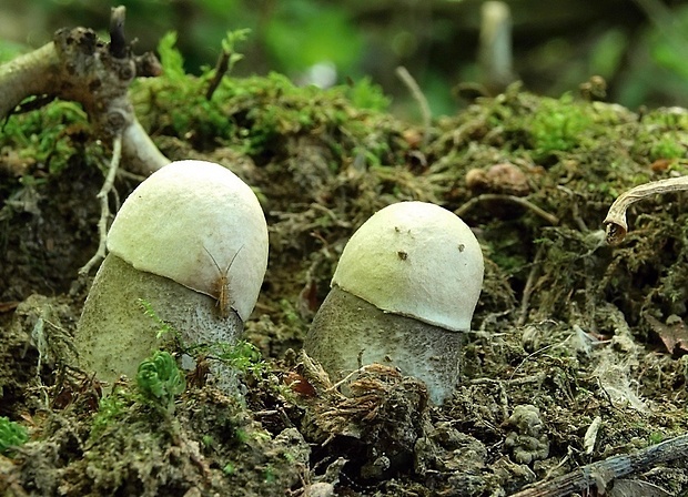 kozák topoľový Leccinum duriusculum (Schulzer ex Kalchbr.) Singer