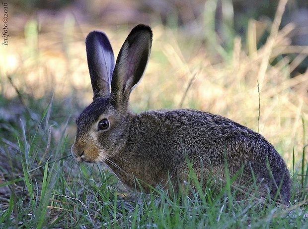 zajac poľný Lepus europaeus