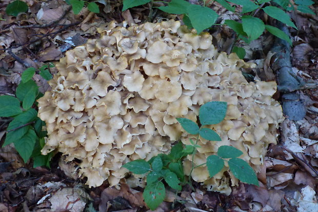 trúdnik klobúčkatý Polyporus umbellatus (Pers.) Fr.