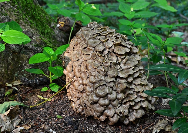 trúdnik klobúčkatý Polyporus umbellatus (Pers.) Fr.