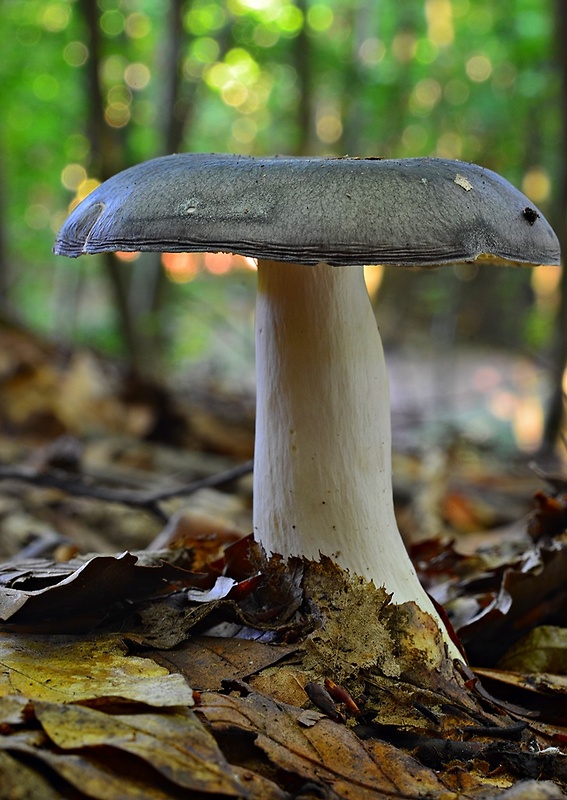 plávka modrastá Russula cyanoxantha (Schaeff.) Fr.