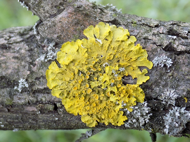 diskovník múrový Xanthoria parietina var. parietina