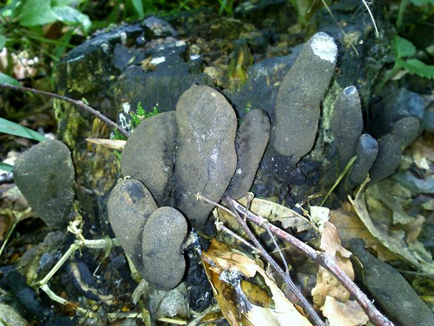 drevnatec Xylaria sp.