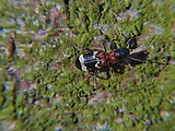 pestroš mravcový   /   pestrokrovečník mravenčí