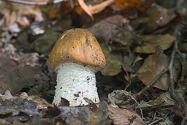 pečiarka obrovská Agaricus augustus Fr.