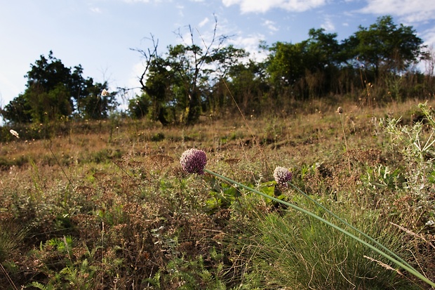 cesnak guľatohlavý Allium sphaerocephalon L.