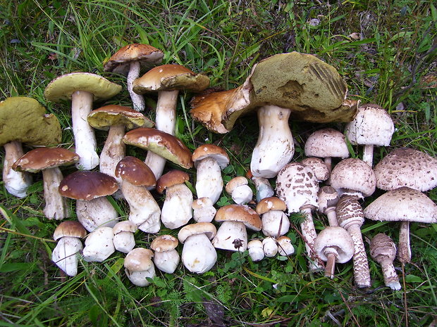 hríb smrekový Boletus edulis Bull.