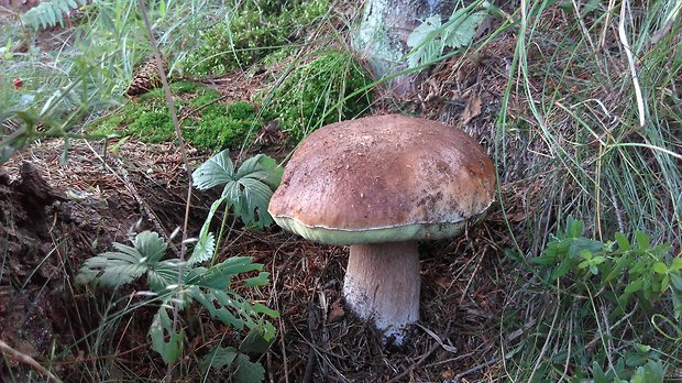 hríb smrekový Boletus edulis Bull.