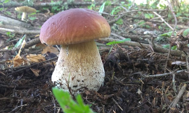 hríb smrekový Boletus edulis Bull.