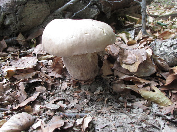 hríb dubový Boletus reticulatus Schaeff.