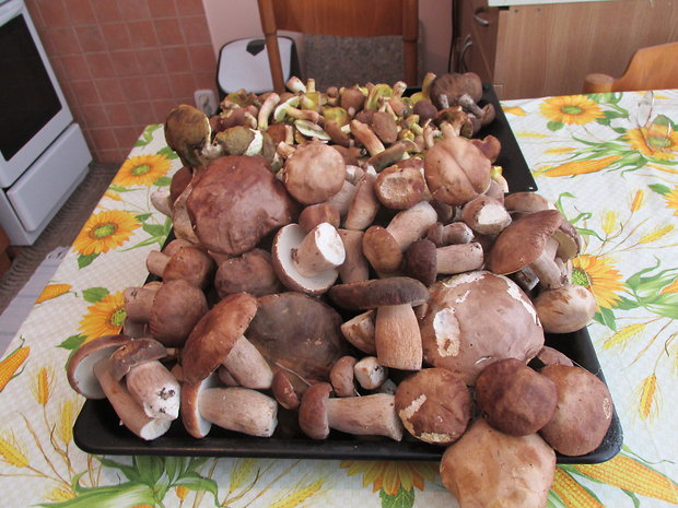 hríb dubový Boletus reticulatus Schaeff.