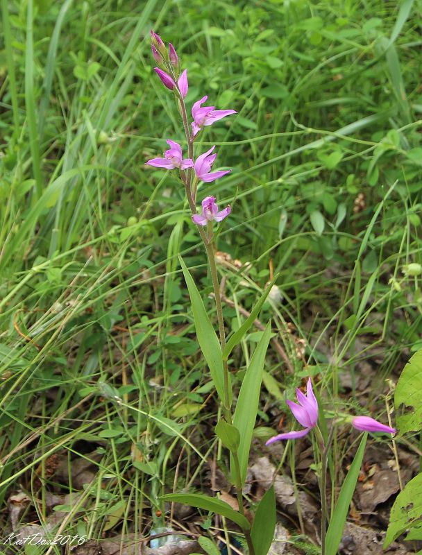 prilbovka červená Cephalanthera rubra (L.) Rich.