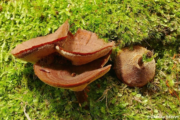 kožovník pásikavý Coltricia perennis (L.) Murrill