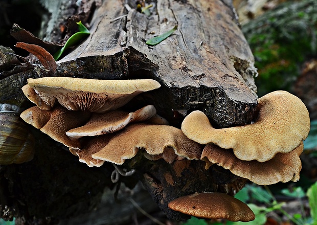 pahliva šafranová Crepidotus crocophyllus (Berk.) Sacc.