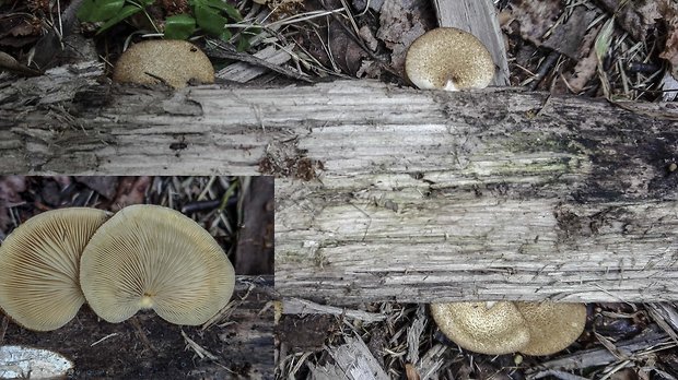 pahliva Crepidotus sp.