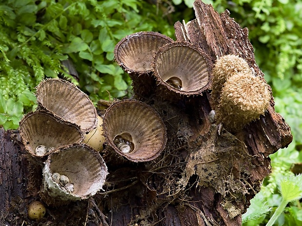 čiaškovec pásikavý Cyathus striatus (Huds.) Willd.