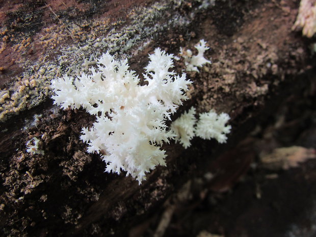 koralovec bukový Hericium coralloides (Scop.) Pers.