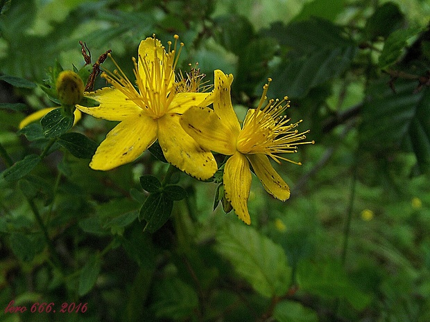 ľubovník bodkovaný Hypericum perforatum L.