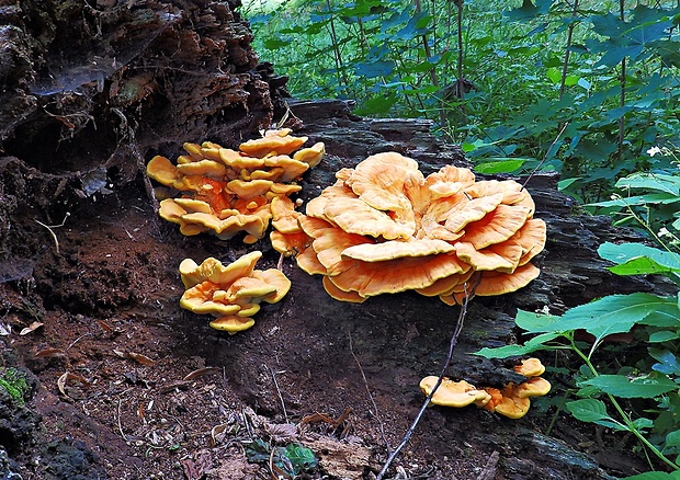 sírovec obyčajný Laetiporus sulphureus (Bull.) Murrill