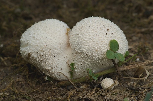 prášnica bradavičnatá Lycoperdon perlatum Pers.