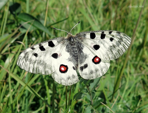 jasoň červenooký  Parnassius apollo