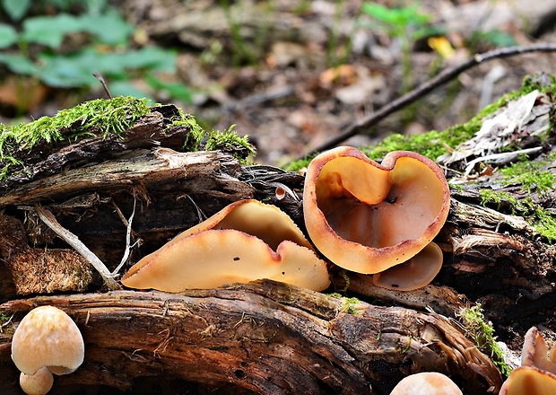 čiaška Peziza sp.