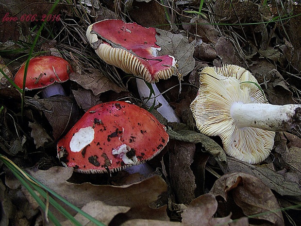 plávka Russula sp.