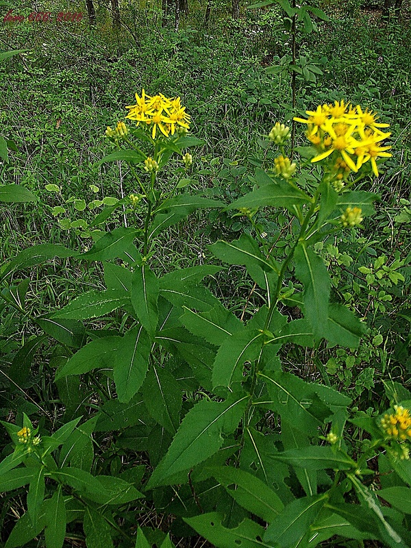 starček vajcovitolistý Senecio ovatus (P. Gaertn., B. Mey. et Scherb.) Willd.