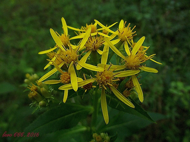 starček vajcovitolistý Senecio ovatus (P. Gaertn., B. Mey. et Scherb.) Willd.