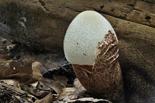 pošvovec stromový Volvariella bombycina (Schaeff.) Singer