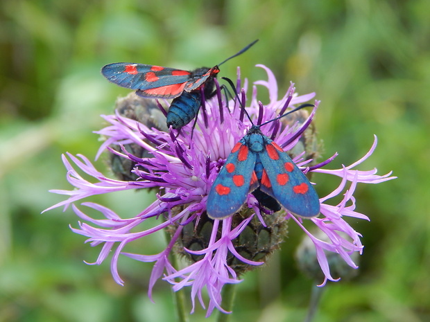 vretienka obyčajná   Zygaena filipendulae L., 1758