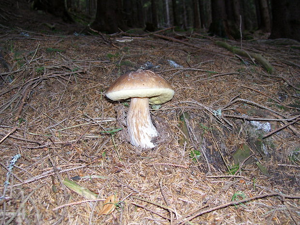 hríb smrekový Boletus edulis Bull.