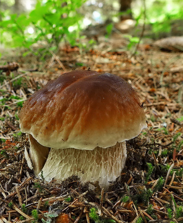 hríb smrekový Boletus edulis Bull.