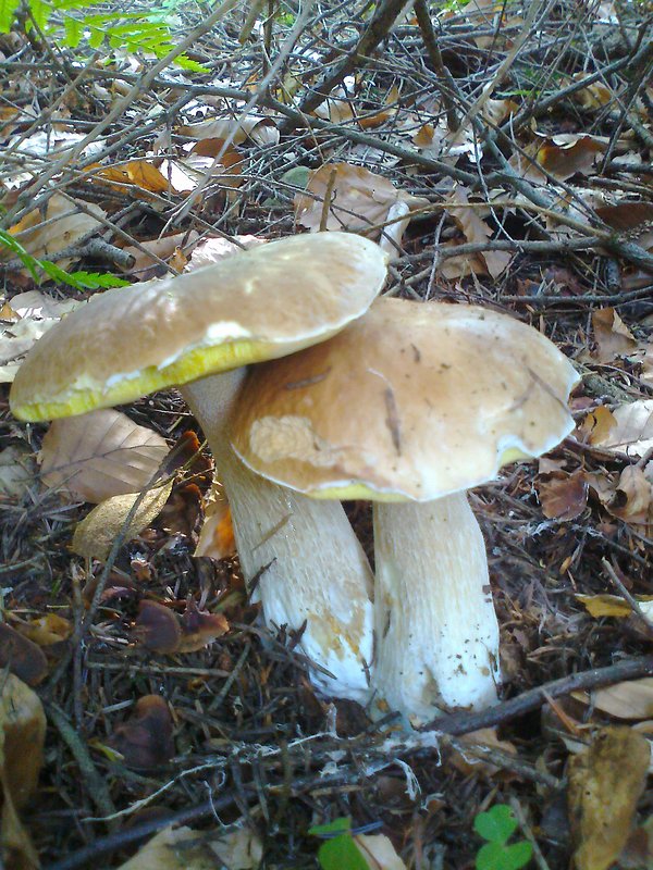 hríb smrekový Boletus edulis Bull.