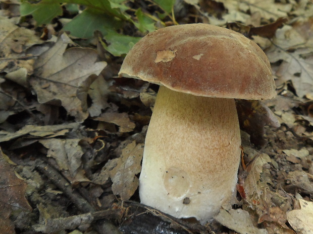 hríb dubový Boletus reticulatus Schaeff.