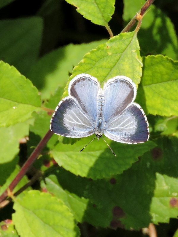 modráčik krušinový   Celastrina argiolus