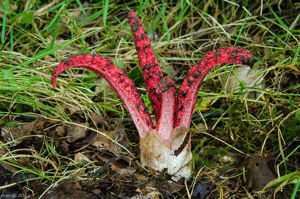 mrežovka kvetovitá Clathrus archeri (Berk.) Dring