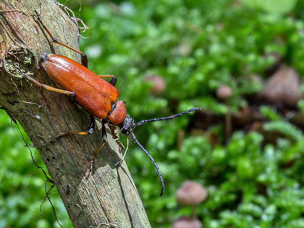 fúzač obyčajný  Corymbia rubra