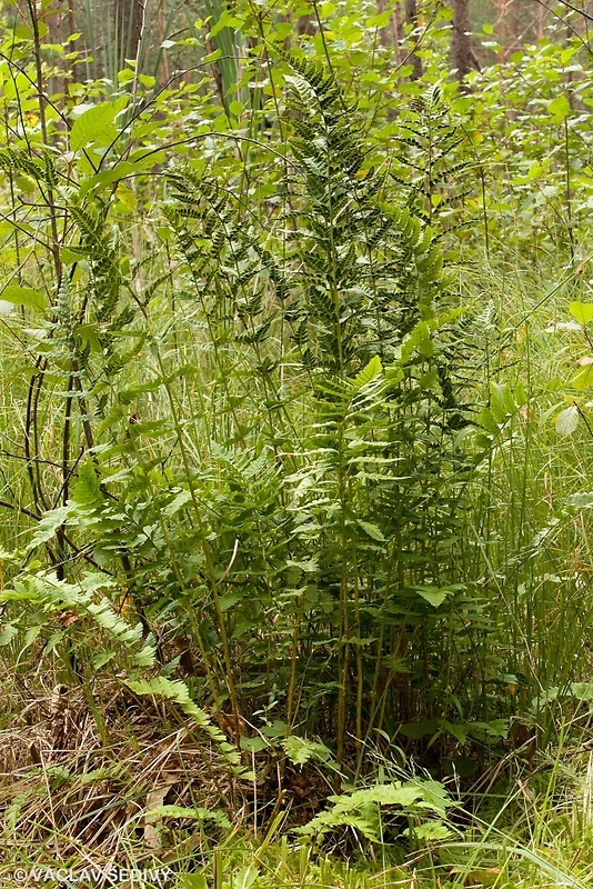 papraď hrebenatá Dryopteris cristata (L.) A. Gray